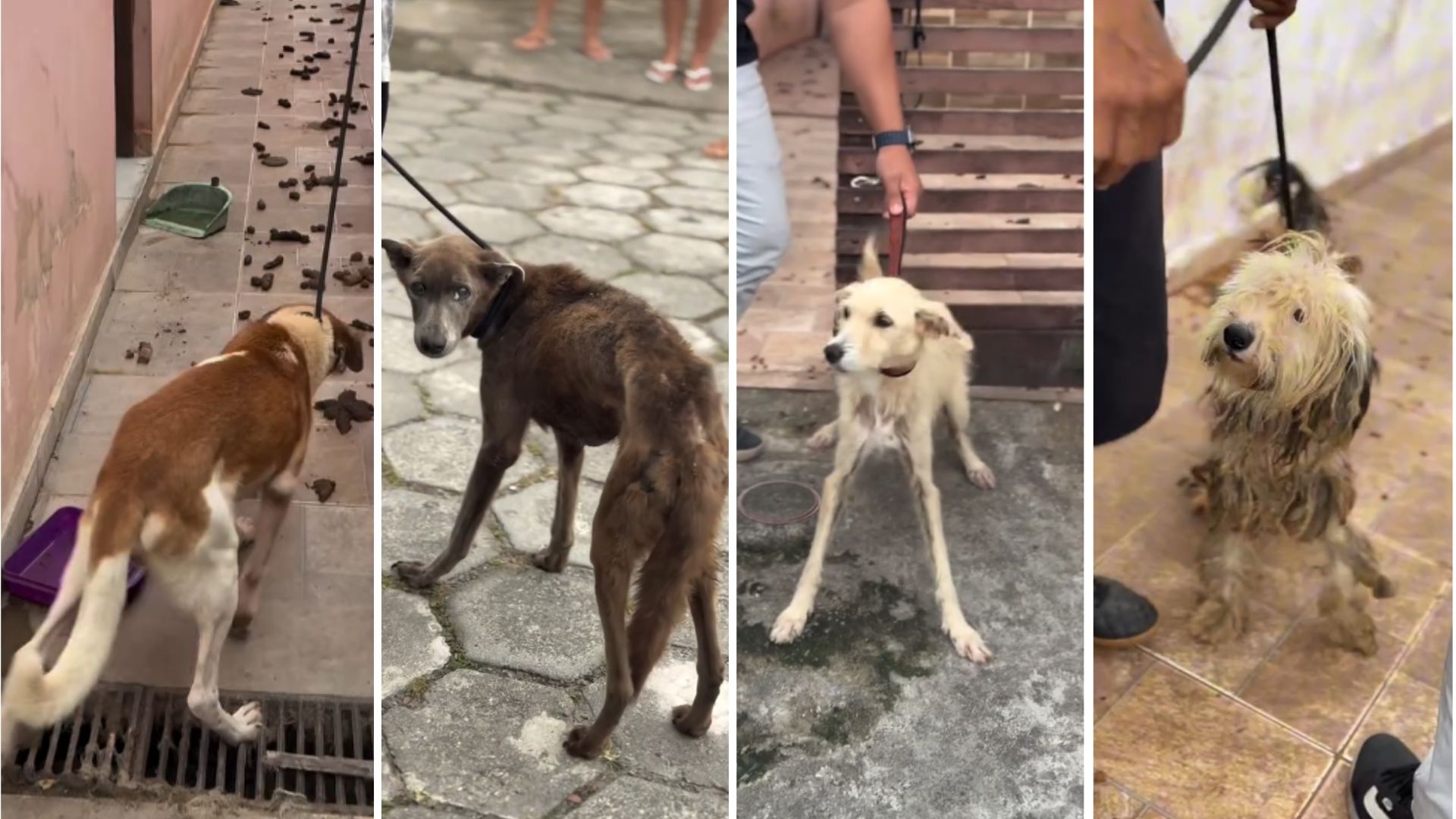 Cães desnutridos são resgatados em ação conjunta após denúncia de maus-tratos em Itanhaém; VÍDEO