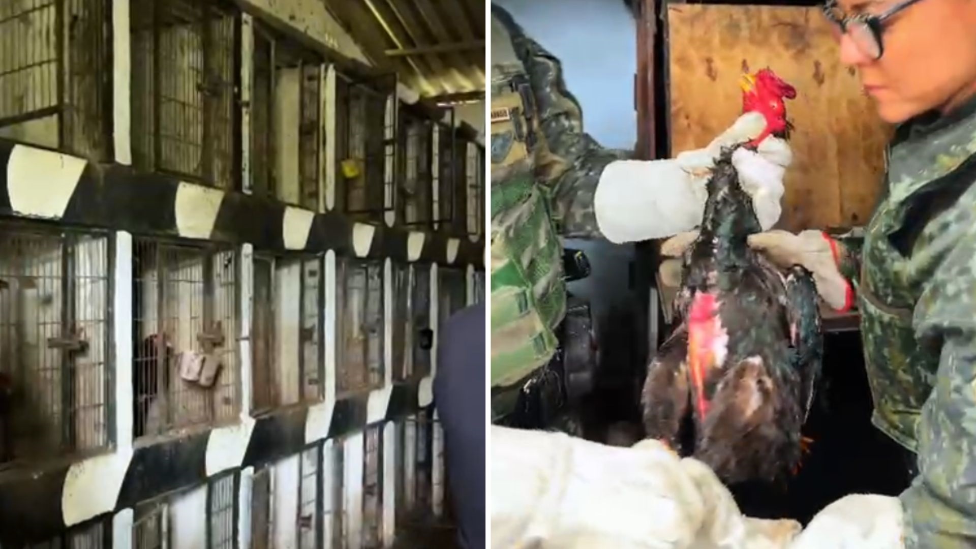 Operação contra rinha de galos resgata mais de 50 aves em Santos e Guarujá