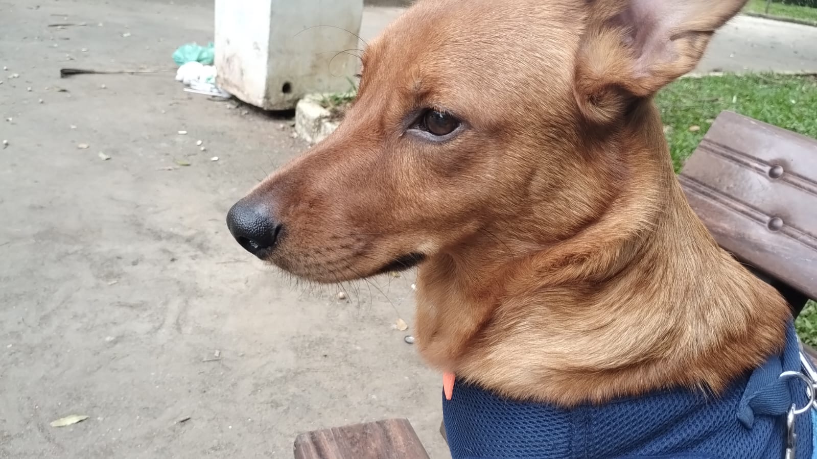 Cão caramelo leva amor e alegria à rotina de aposentado em São Vicente