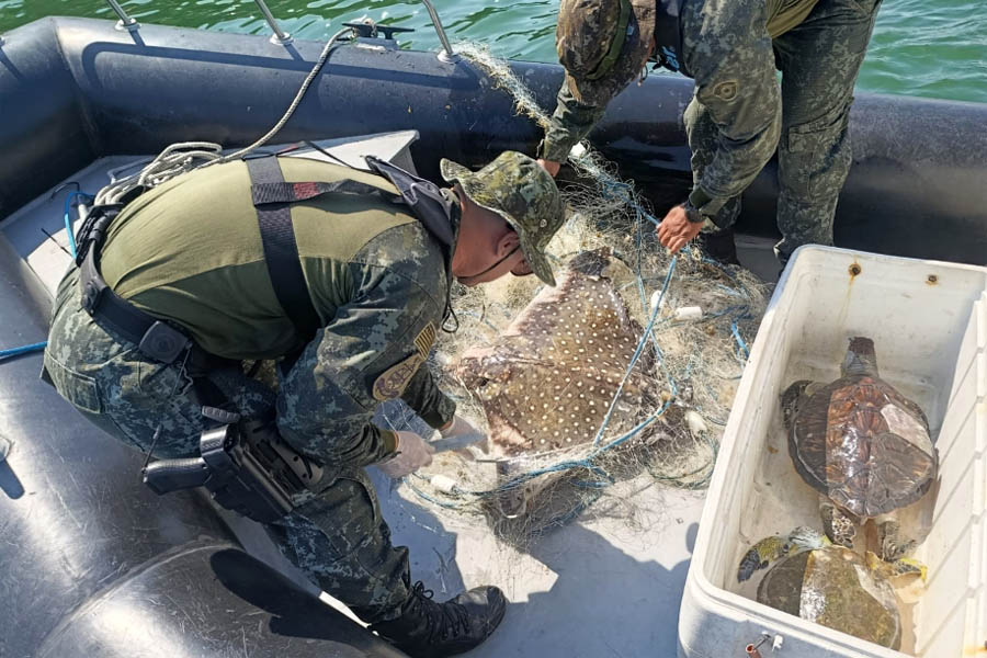 Animais marinhos são encontrados mortos em área de proteção ambiental em São Vicente; VÍDEO