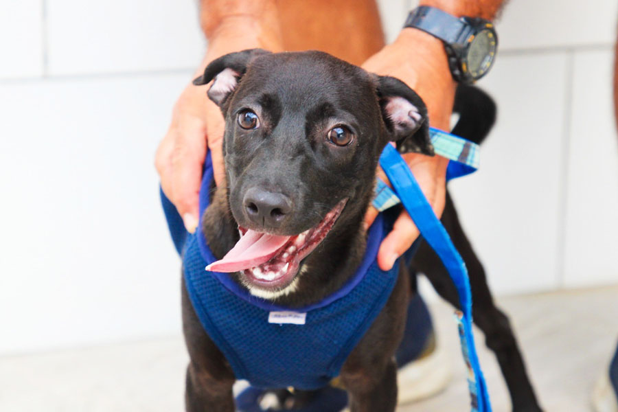 Mais de 300 animais vítimas de maus-tratos são resgatados em menos de um ano em São Vicente