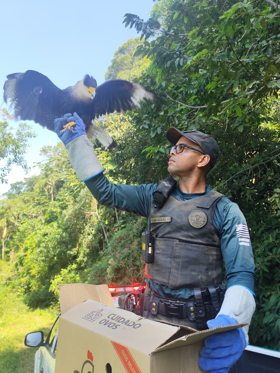 Aves silvestres são reintroduzidas na natureza após reabilitação em Guarujá