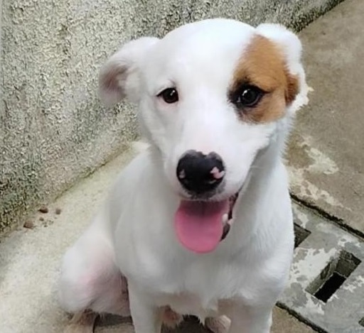 Santistas podem adotar cães resgatados após maus-tratos