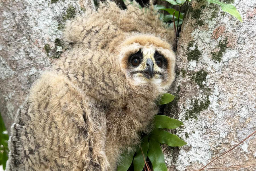 Dois filhotes de coruja são resgatados em condomínio de Guarujá