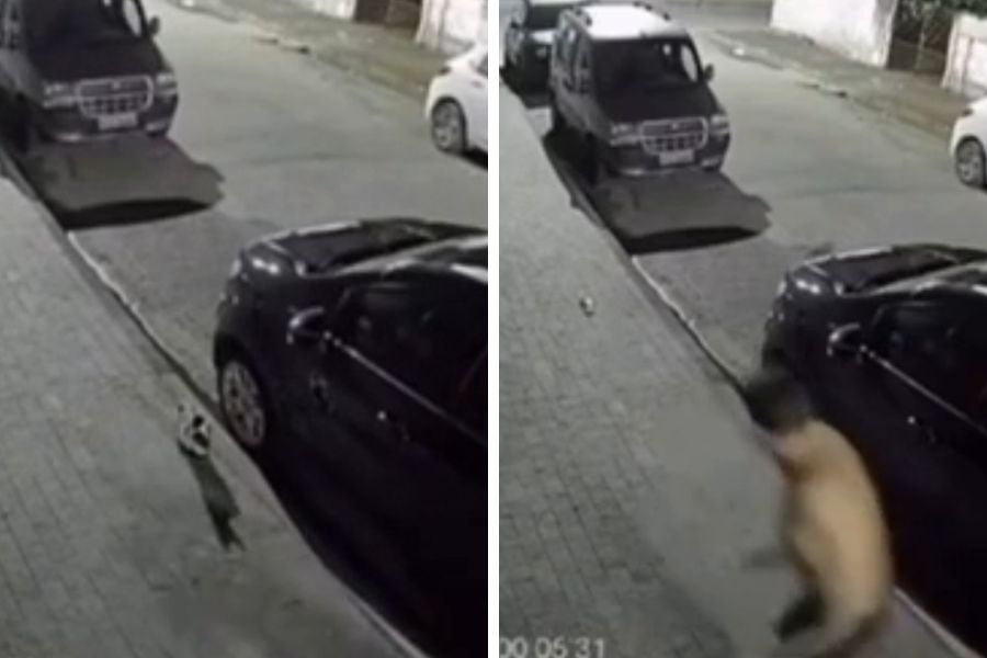 Homem é flagrado atirando chinelo em gato após ameaçar vizinho em Guarujá; VÍDEO