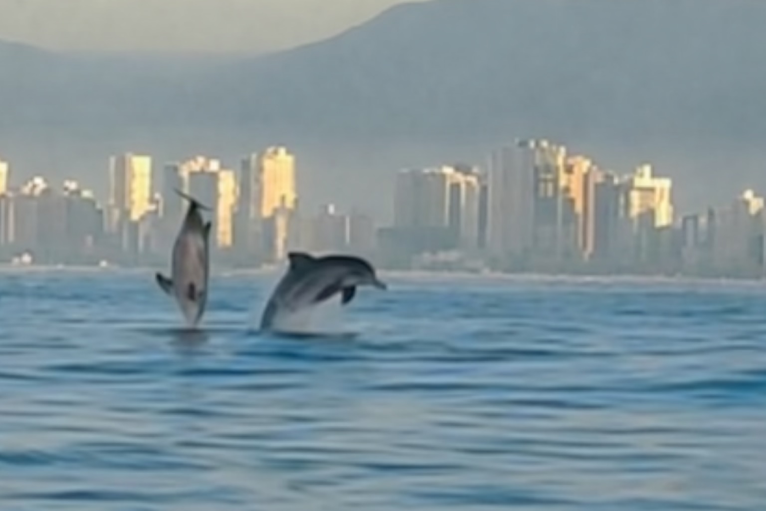 Golfinhos dão show ao amanhecer e encantam remadores em Praia Grande; VÍDEO