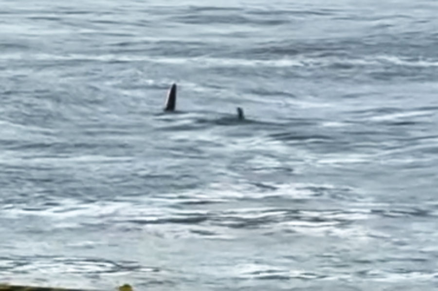 Tubarão é flagrado perto de crianças em praia de Guarujá; VÍDEO