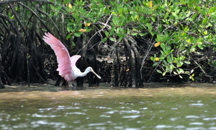 Itanhaém apresenta projetos de R$ 4 mi para preservação ambiental e infraestrutura