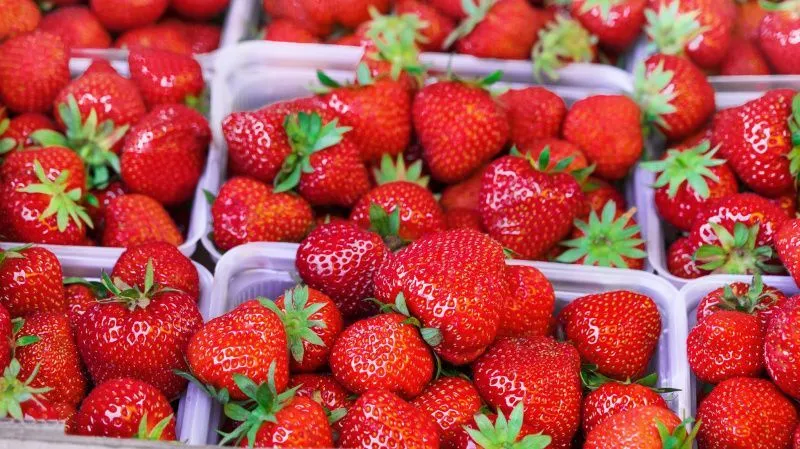 Importação de morango egípcio dispara e preocupa produtores brasileiros