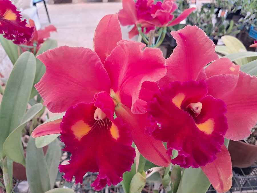 Festival de Orquídeas de Santos começa nesta sexta-feira no Jardim Botânico