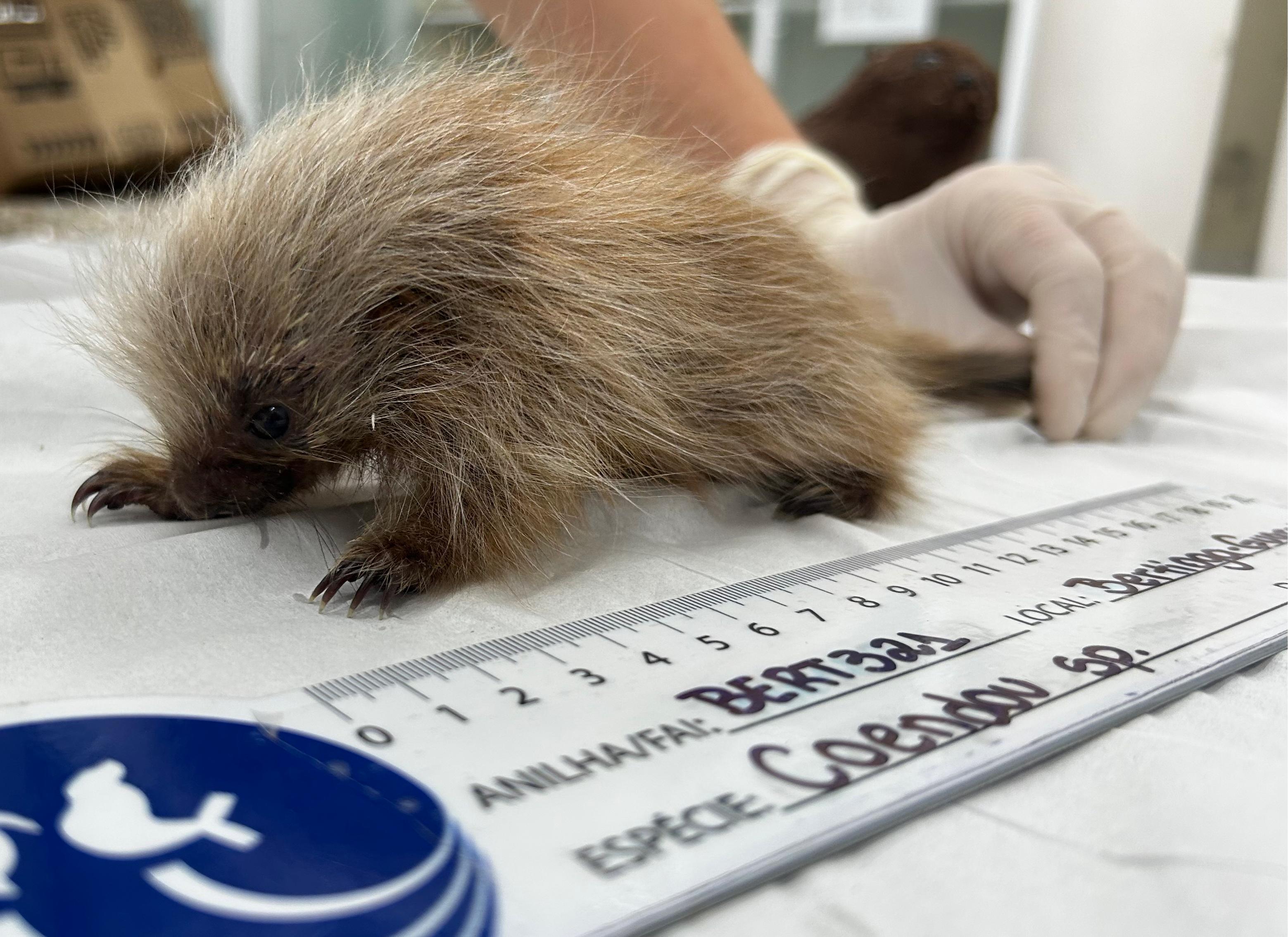 Filhote de ouriço-cacheiro passa por reabilitação após ser resgatado em Bertioga; VÍDEO