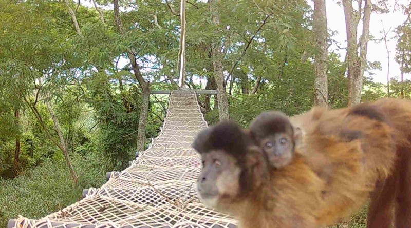 Passagens para fauna são instaladas em trecho ferroviário entre São Vicente e a capital paulista