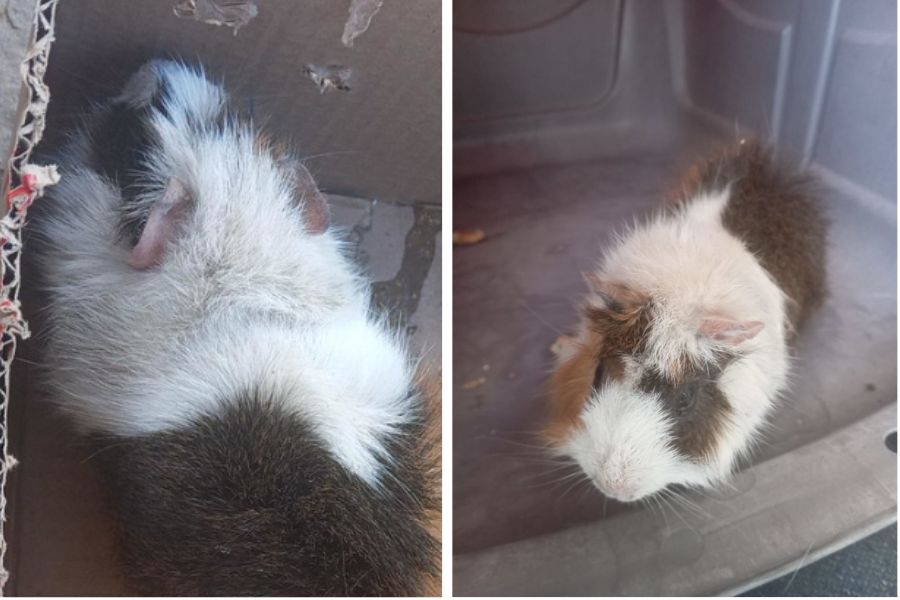 Porquinha-da-índia prenha é resgatada após ser abandonada dentro de saco de lixo em Guarujá