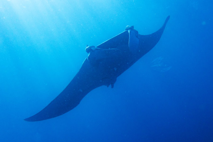 Raia-manta de aproximadamente 6 metros é vista em Itanhaém