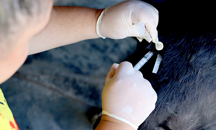 Itanhaém passa a oferecer vacinação antirrábica para cães e gatos toda quarta-feira