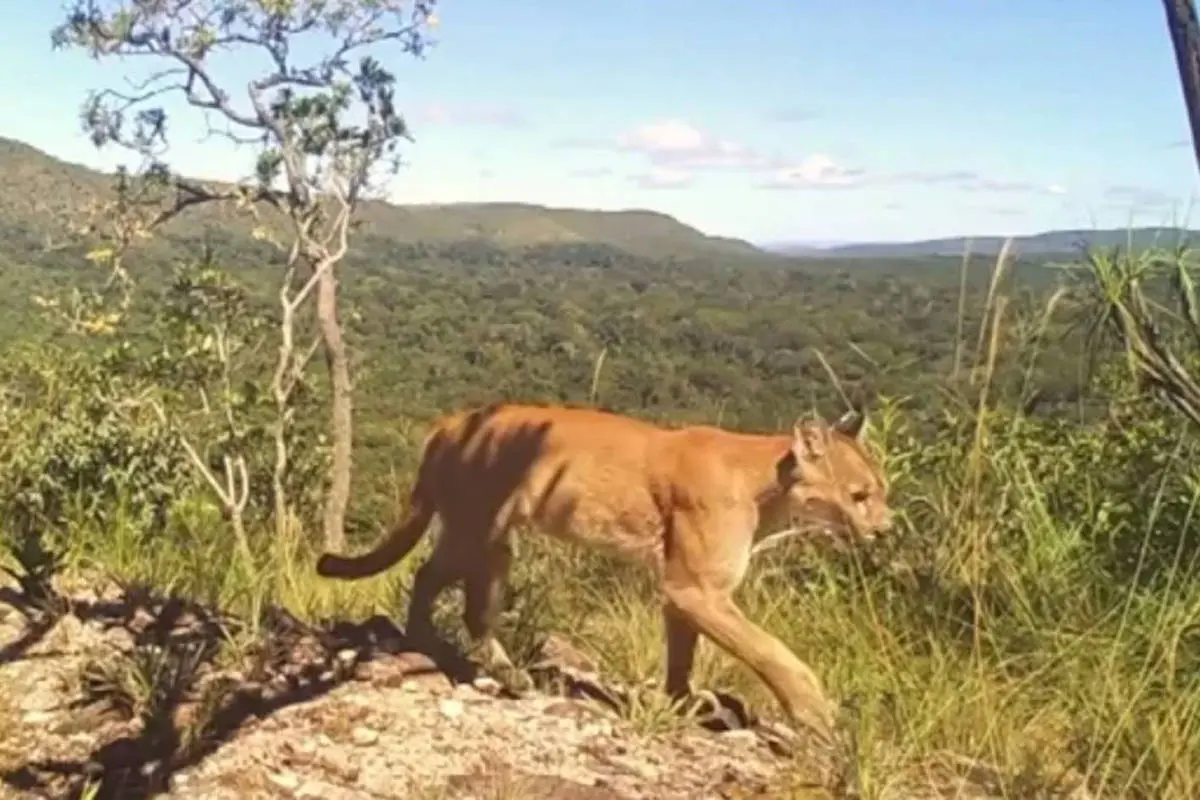 Menina de 8 anos é atacada por onça-parda em trilha na Chapada dos Veadeiros, em Goiás
