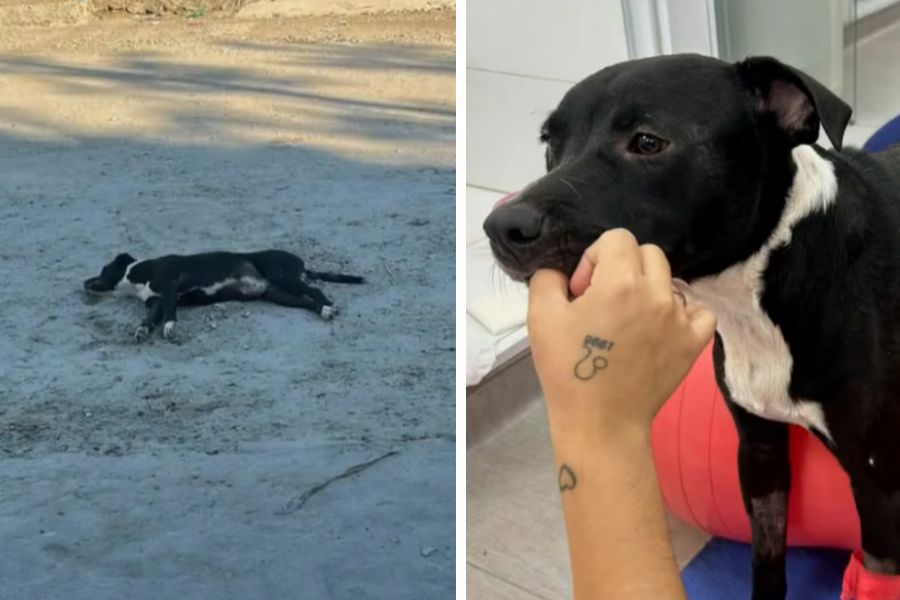 Cachorro atropelado e abandonado na rua mobiliza corrente de solidariedade em Cubatão