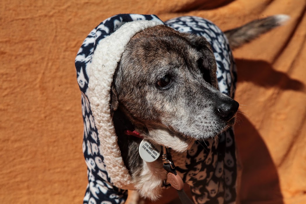 Santos inicia campanha de inverno para arrecadar cobertores para animais resgatados