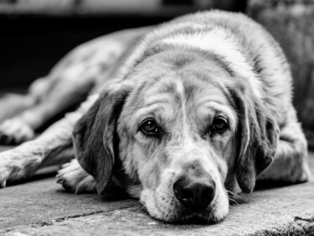 Teses não vingam e condenação de dupla por castrar cão com canivete é mantida