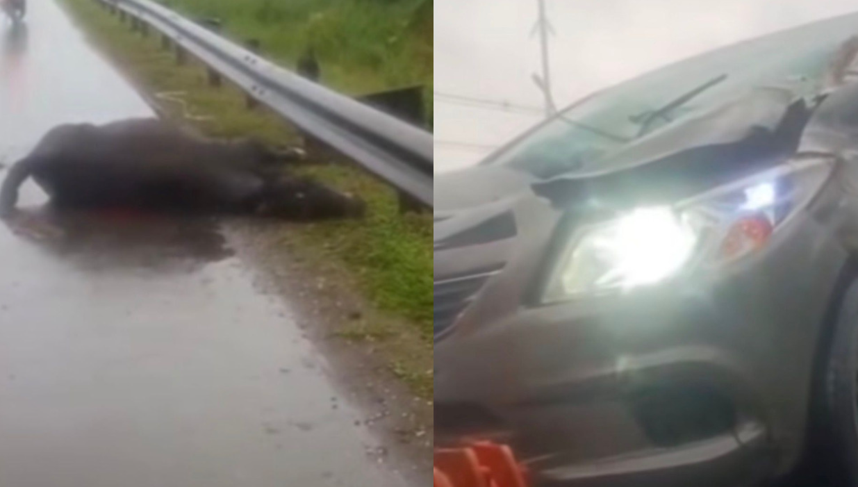 Cavalos são atropelados por carro e ficam feridos na Cônego Domênico Rangoni; VÍDEO