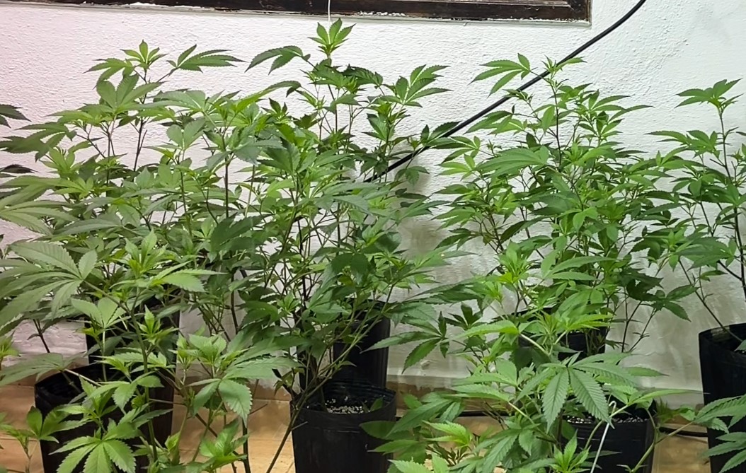 Polícia Militar Ambiental identifica estufa de maconha em Itanhaém