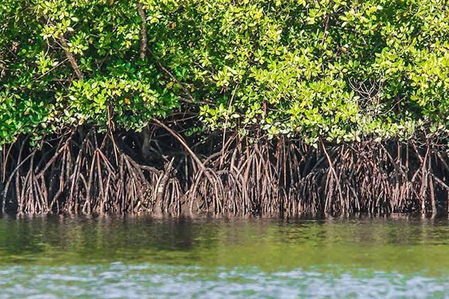Projeto de preservação dos mangues de Santos abre inscrições
