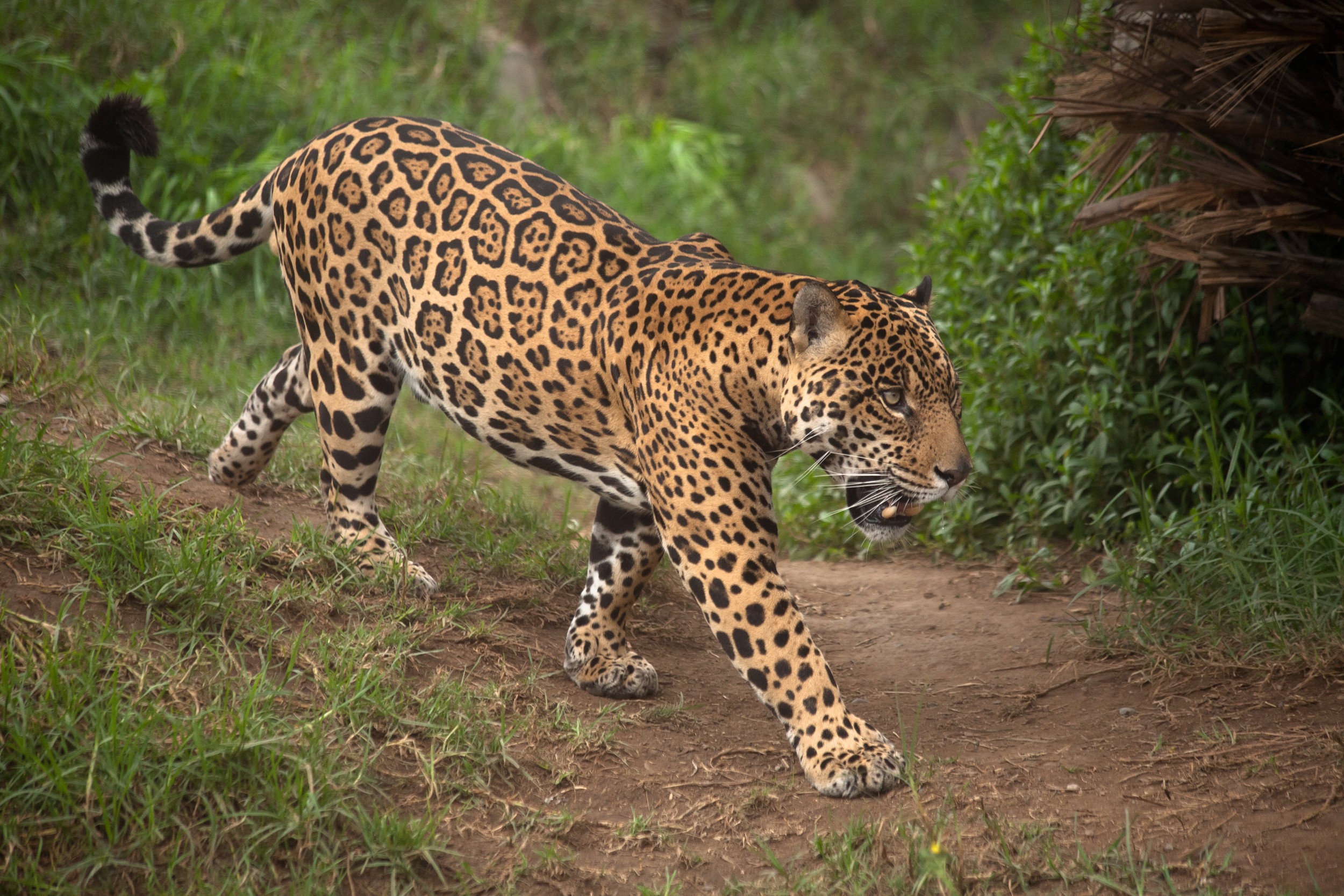 Onça-pintada monitorada há um ano é capturada em Corumbá (MS)