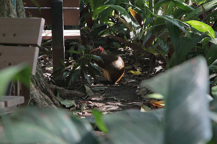 Parques de Santos têm atrações de lazer e educação ambiental em maio