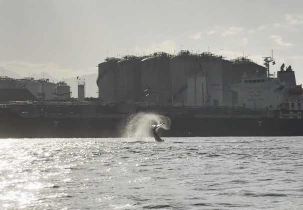 Baleia volta a aparecer no canal do Porto de Santos e encanta pescadores: 