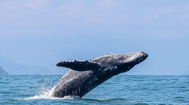 Recordes de avistamentos de baleias-jubarte mudam o turismo em Ilhabela
