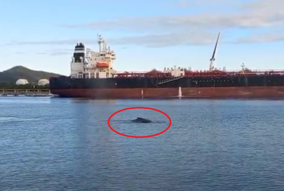 Baleia cruza canal do Porto de Santos e chama a atenção de navegantes; VÍDEO