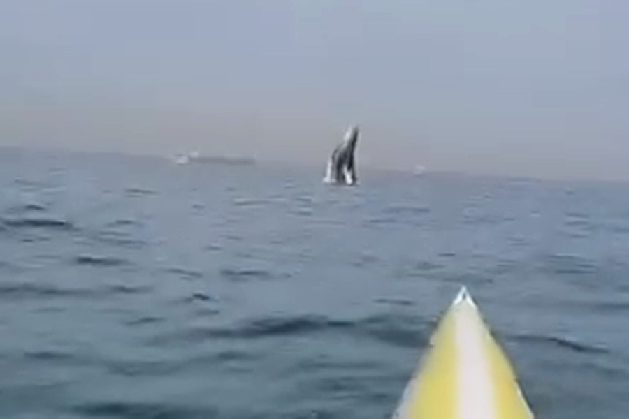 Baleia-jubarte é flagrada em rápida aparição na Praia do Guaiúba, em Guarujá; VÍDEO