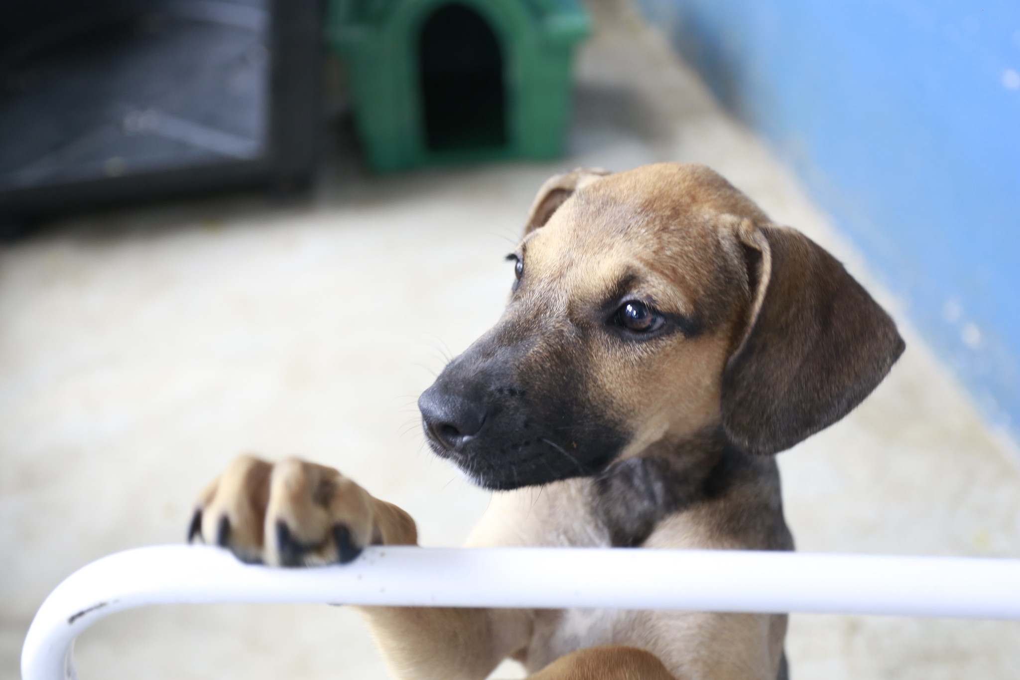 Guarujá promove feira de adoção de animais no shopping da cidade neste sábado