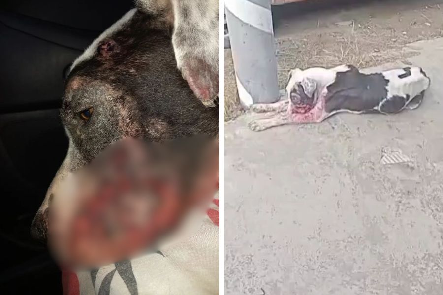 Cachorro resgatado em estado crítico mobiliza campanha por ajuda financeira em Praia Grande