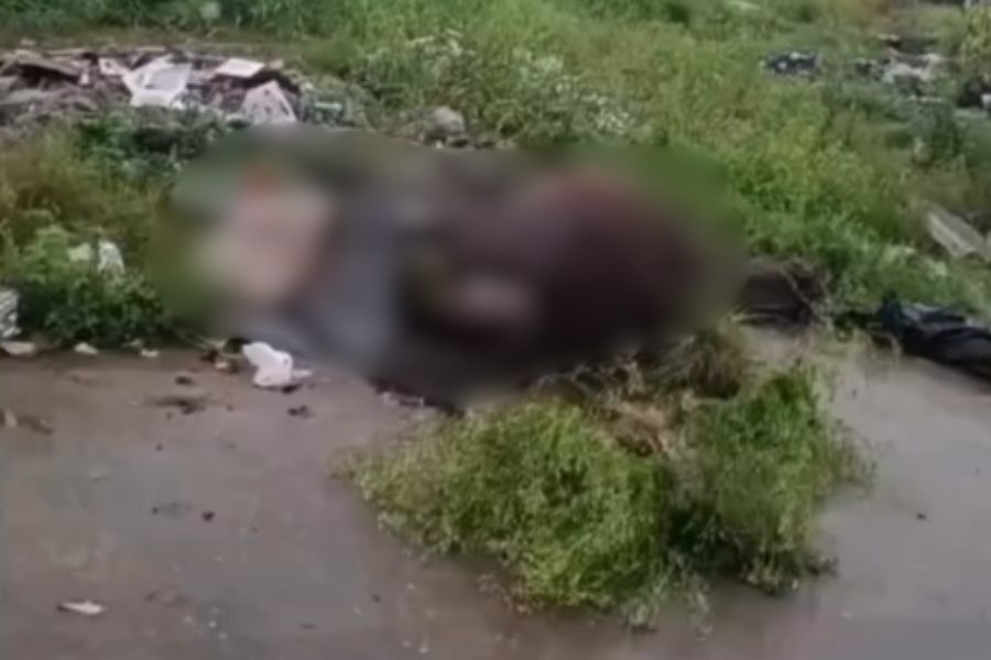 Égua prenha é abandonada morta em terreno baldio de São Vicente; VÍDEO