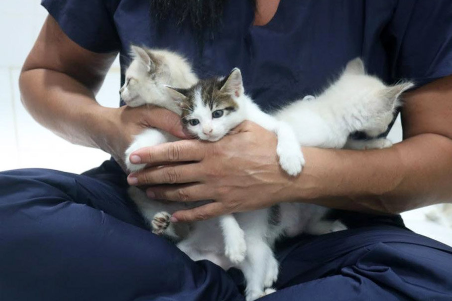 Codevida promove adoção de cães e gatos filhotes nesta sexta-feira em Santos