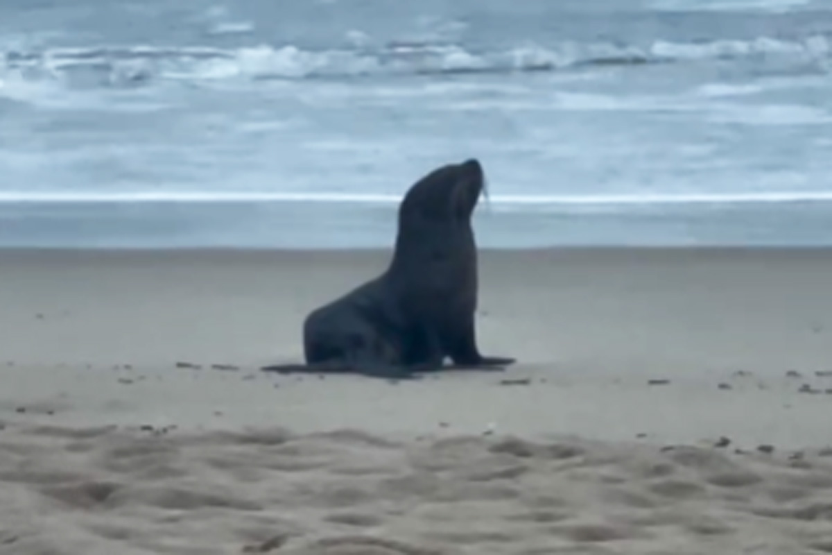 Lobo-marinho é resgatado na Praia do Tombo, em Guarujá; VÍDEO