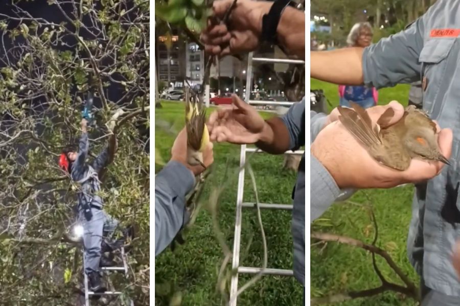 Bombeiros resgatam filhote de bem-te-vi preso por linha de pipa em árvore de Santos; VÍDEO