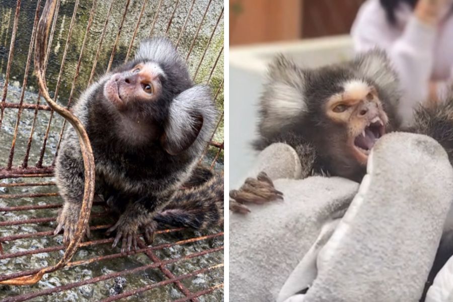 Sagui vítima de maus-tratos é resgatado após ser encontrado em risco de atropelamento em Guarujá